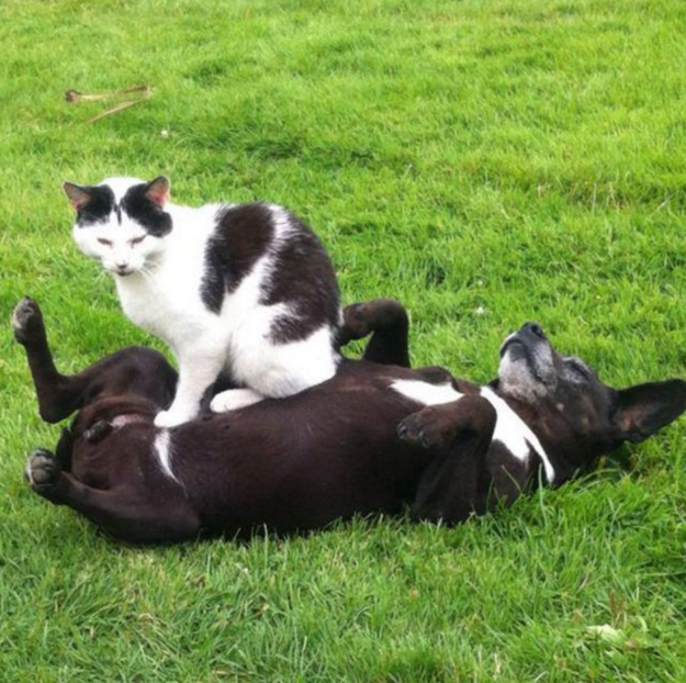 13. Каждый уважающий себя кот знает, что собаки – это портативные подушки для котиков