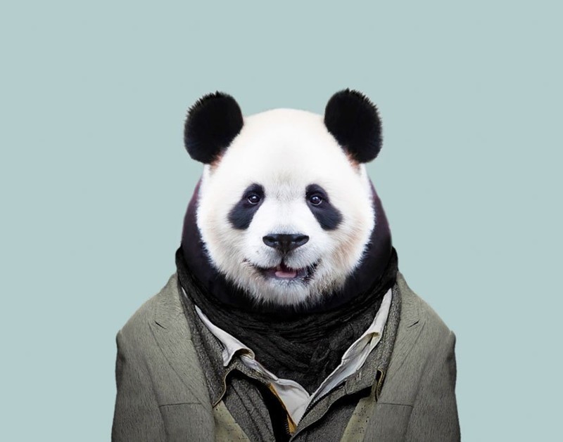 Гигантская панда   