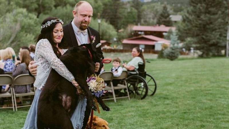Умирающий пес из последних сил противостоял болезни, чтобы увидеть свадьбу своей хозяйки