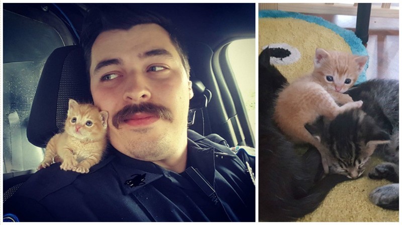 Полицейский приютил котенка и теперь они сражаются с преступностью вместе