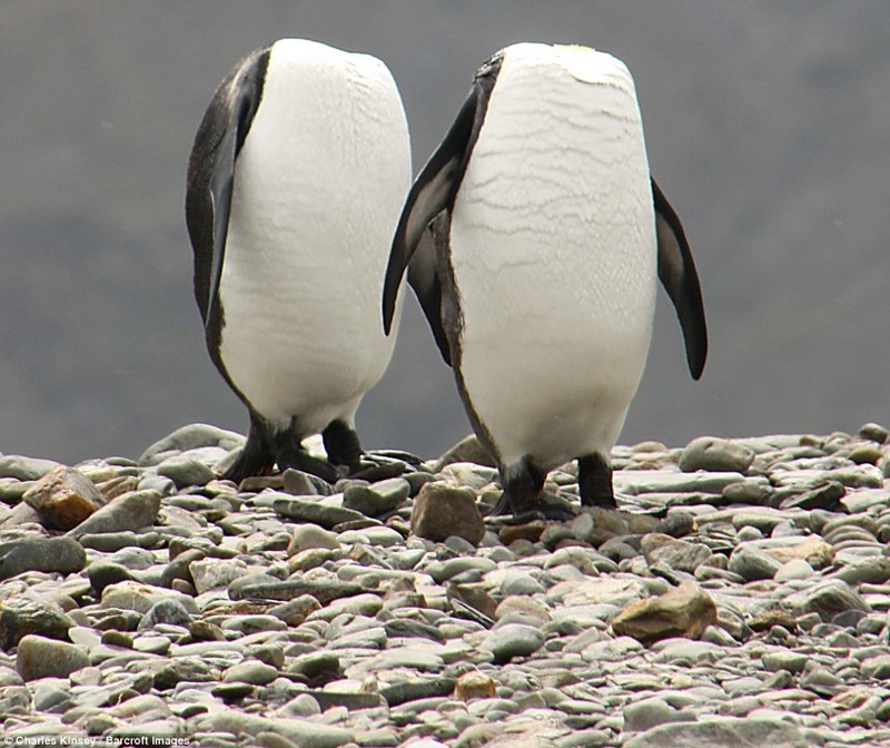 Безголовые пингвины.