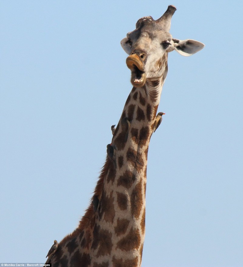 Удивленный жираф