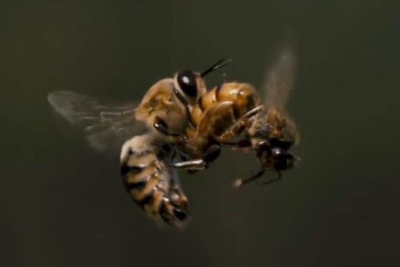 11. Медоносные пчелы