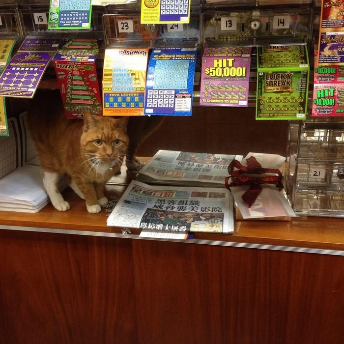 Кот сидит у входа и приветствует покупателей звучным "Мяу!"