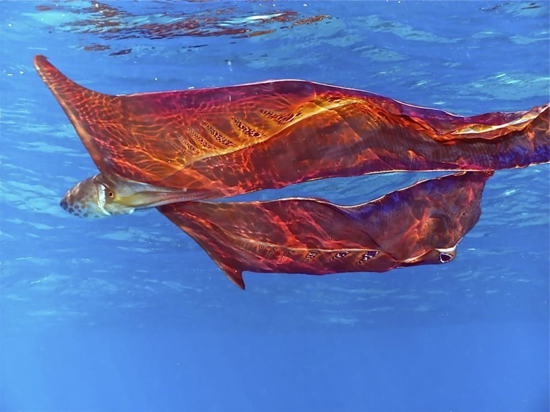 4.  Осьминог-одеяло (Blanket octopus) или фиолетовый тремоктопус (Tremoctopus violaceus) странные создания, творения природы, удивительное рядом