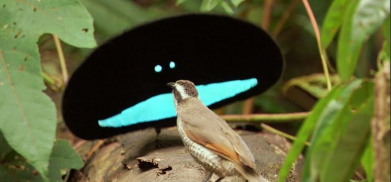 2. Чудная райская птица странные создания, творения природы, удивительное рядом