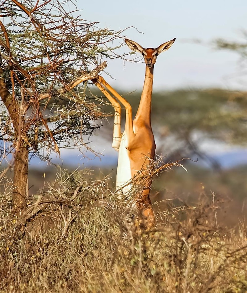 11. Геренук - жирафовая газель странные создания, творения природы, удивительное рядом