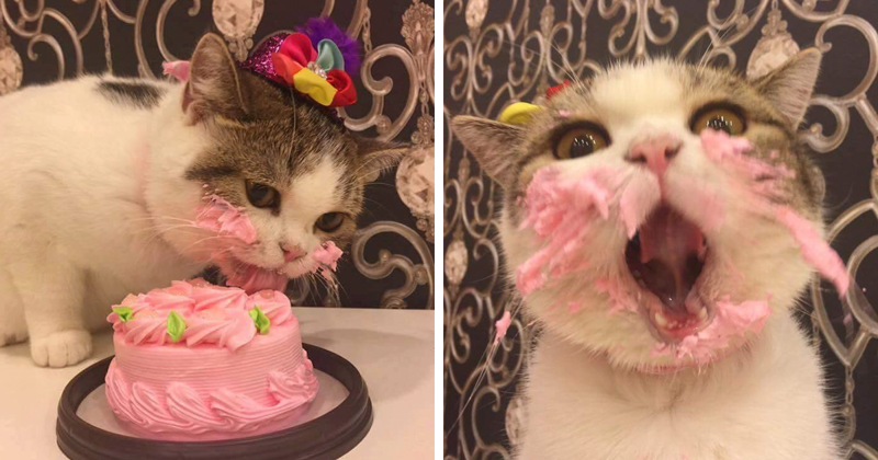 Как котик свой праздничный торт ел 