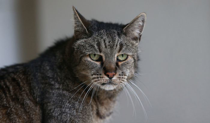 Чтобы официально стать старейшим котом в мире, Натмегу нужны документы, подтверждающие его возраст 