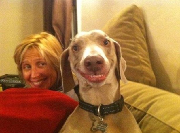 34 самых смешных собачьих фото, известных человечеству