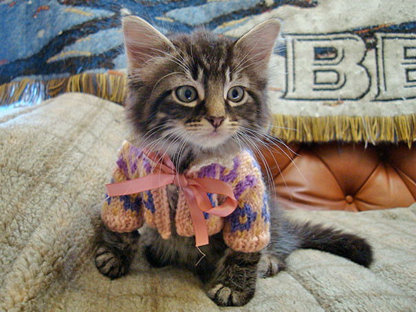 2. Котенок в свитере