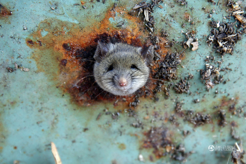 Морда неудачливой крысы, застрявшей в бруклинской мусорке