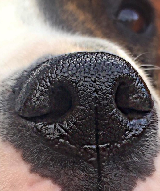 Если у животного влажный нос, это не значит, что оно здорово