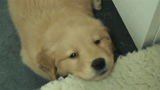 Забавные моменты из жизни щенков Забавные моменты из жизни щенков