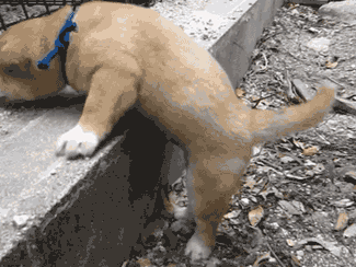 Забавные моменты из жизни щенков Забавные моменты из жизни щенков