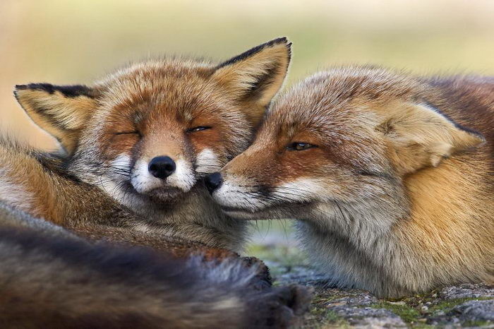 Фотогра нашёл в Нидерландах песчаный парк с дикими лисами