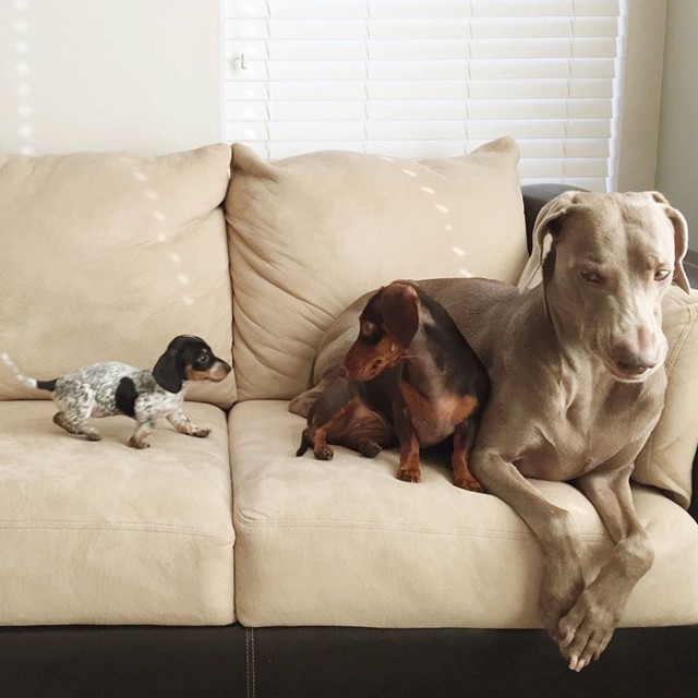 Две собаки приняли в семью третьего щенка и стали лучшими друзьями