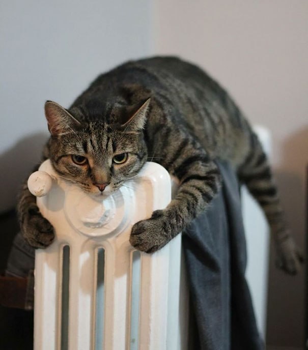 Котейки, которые больше всего на свете любят тепло
