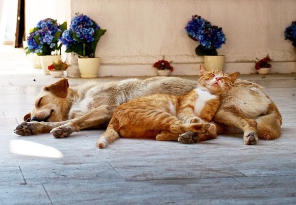 Фото котов, которые думают, что собака — это подушка