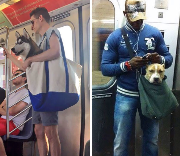 В нью-йоркском метро запретили перевоз собак, которые не помещаются в сумку. Эти парни сделали всё правильно! 