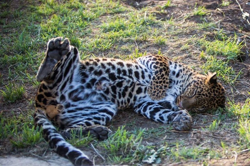 Леопард, который был «никому не нужен», наконец-то нашел свой дом