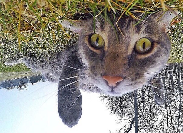 Поразительные фотографии, которые делает селфи-кот
