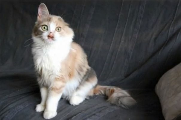 Люди назвали кошку "Гюлюмсер", что означает "та, которая всегда смеется"