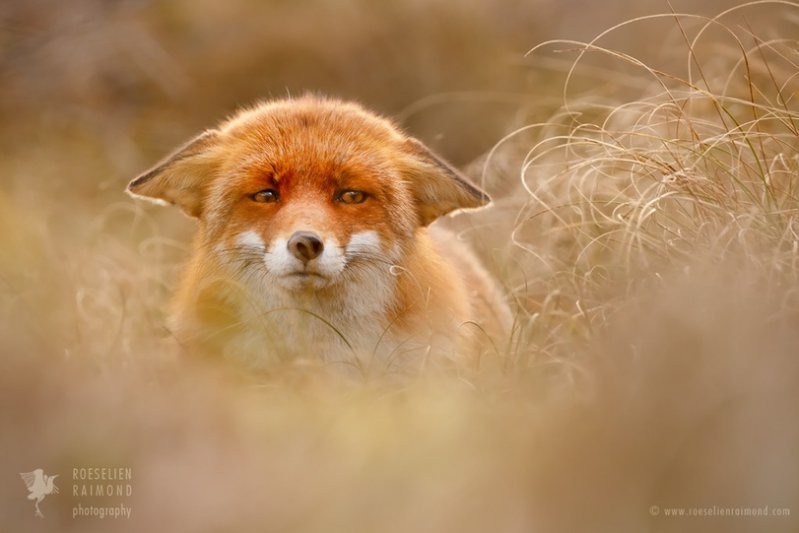Подглядывая за лисичками