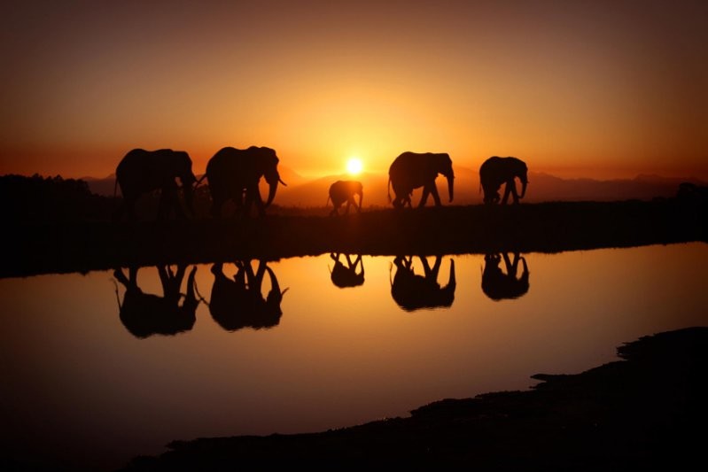Слоны на восходе солнца