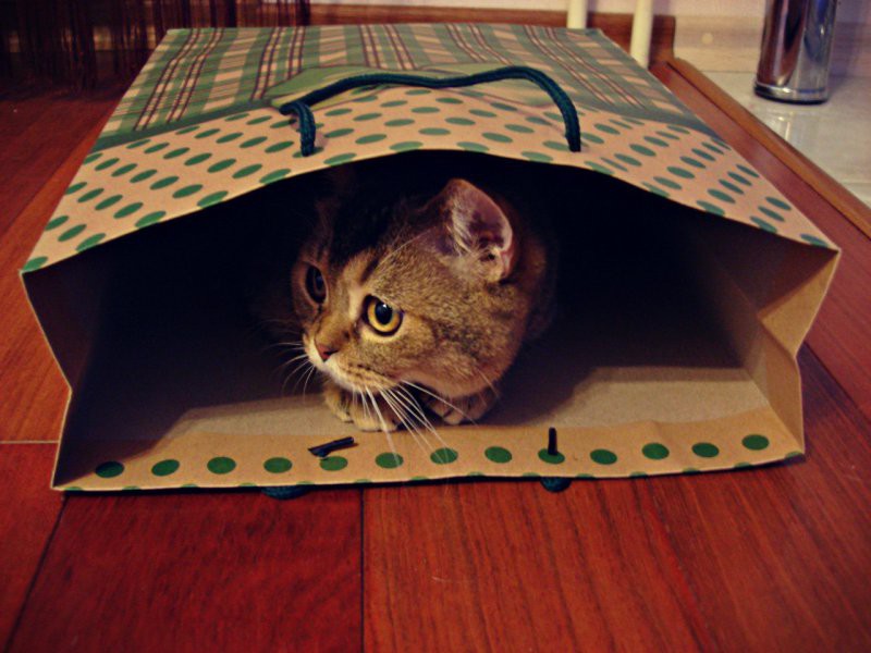 Коты, открывшие для себя «мир пакетов»