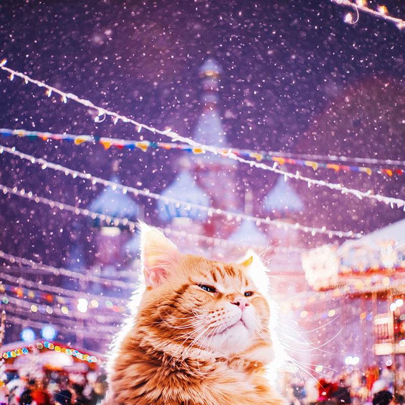 Русский кот по имени Котлета покоряет интернет: рыжий всегда в моде!