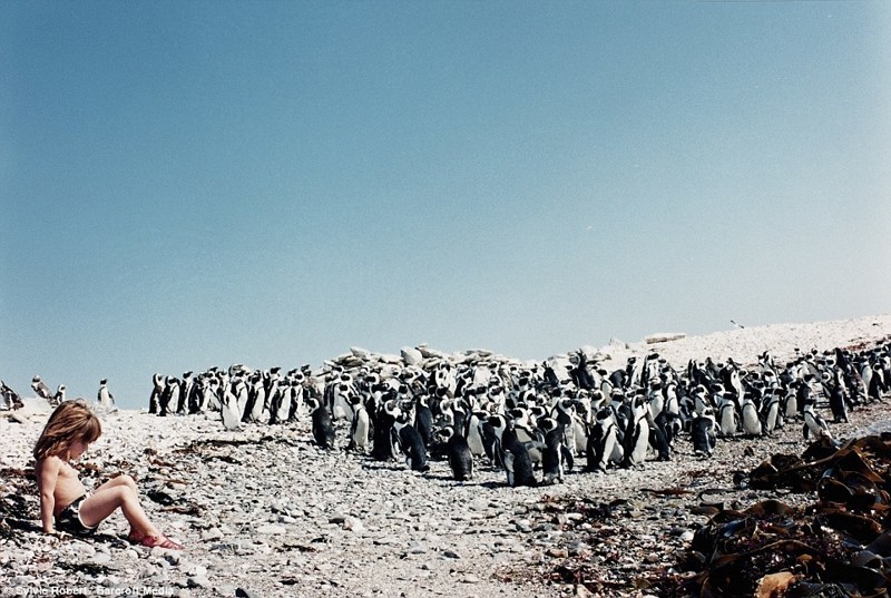 Среди колонии пингвинов в Намибии – Типпи тут шесть лет (эти невероятные фото включены в книгу "Типпи: моя книга об Африке")