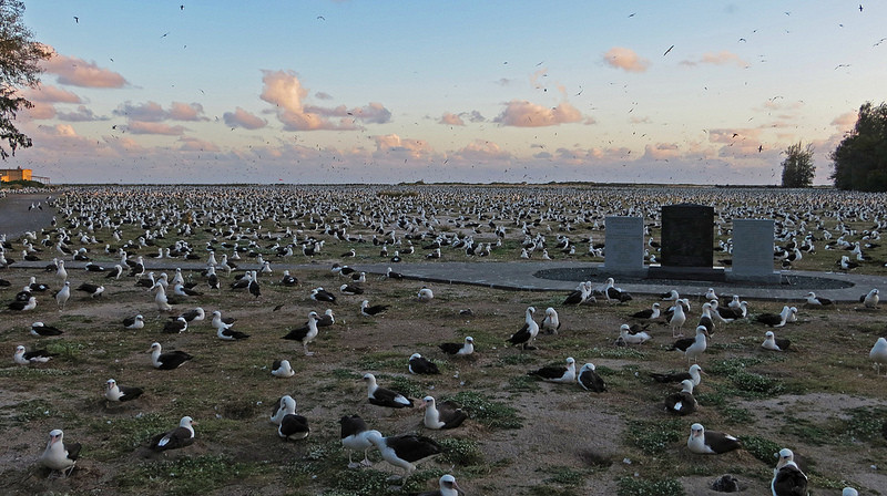 В заповедник ежегодно прилетают сотни тысяч пар темноспинных альбатросов
