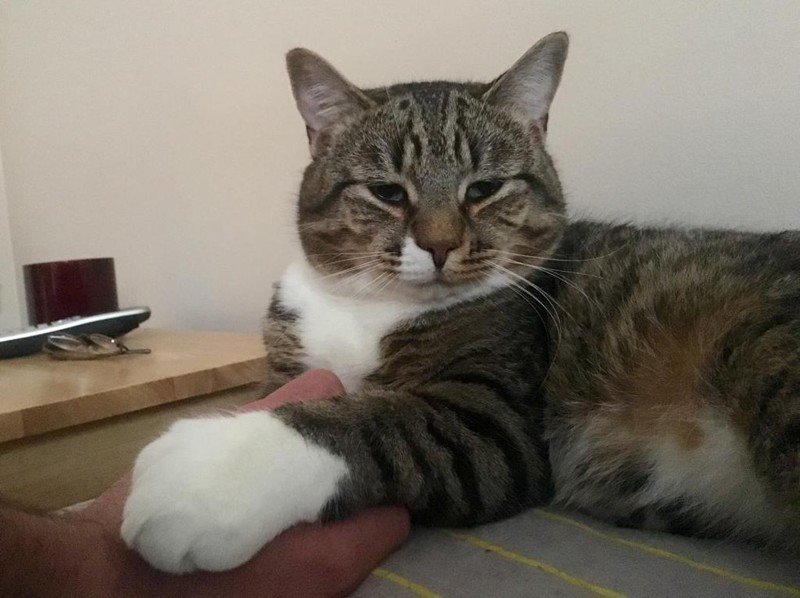 Приютский кот с огромными лапами изменил жизнь одного мужчины