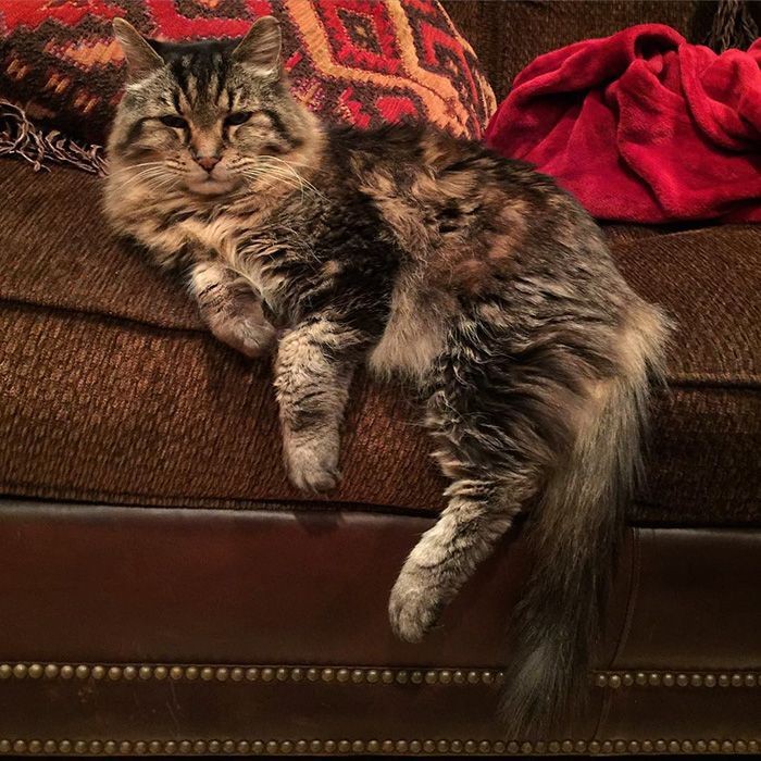 Вельвет — самый старый 26-летний кот, живущий полной жизнью