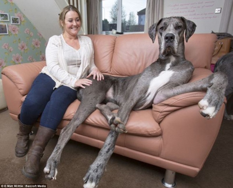 Знакомьтесь, это Фредди, самая большая собака в мире