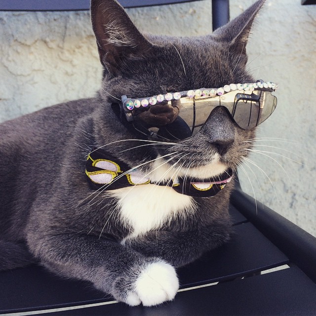 Эта кошка носит темные очки по особенной причине