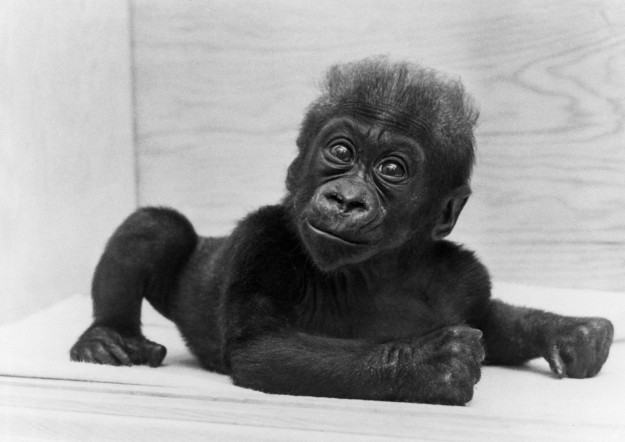 Коло стала первым детенышем гориллы, который родился и выжил в неволе