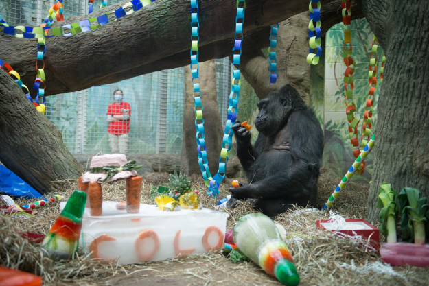 В зоопарке всегда празднуют день рождения Коло (на фото 59-летие гориллы)