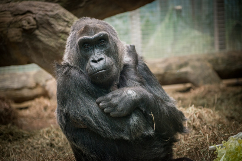 Старейшая горилла в мире 