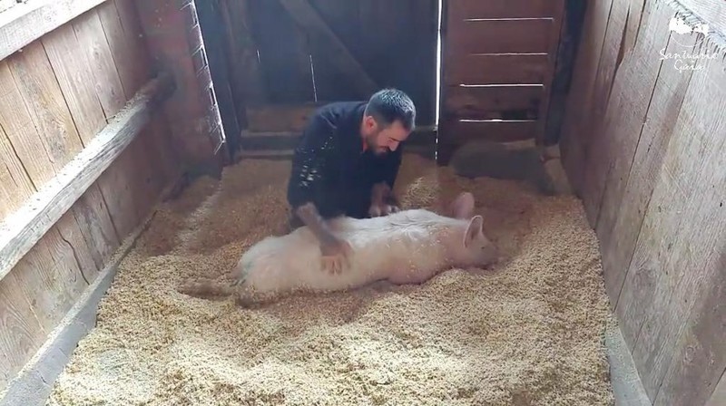 Патриция так любит свежую постель, потому что свиньи очень чистоплотные животные