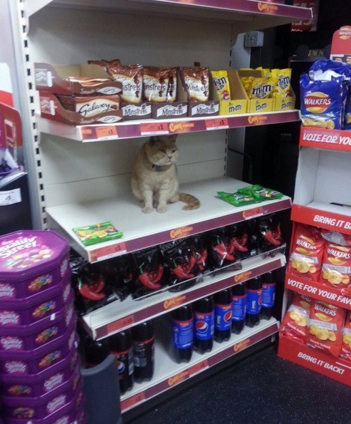 Этот кот полюбил один супермаркет в Англии и не хочет уходить оттуда