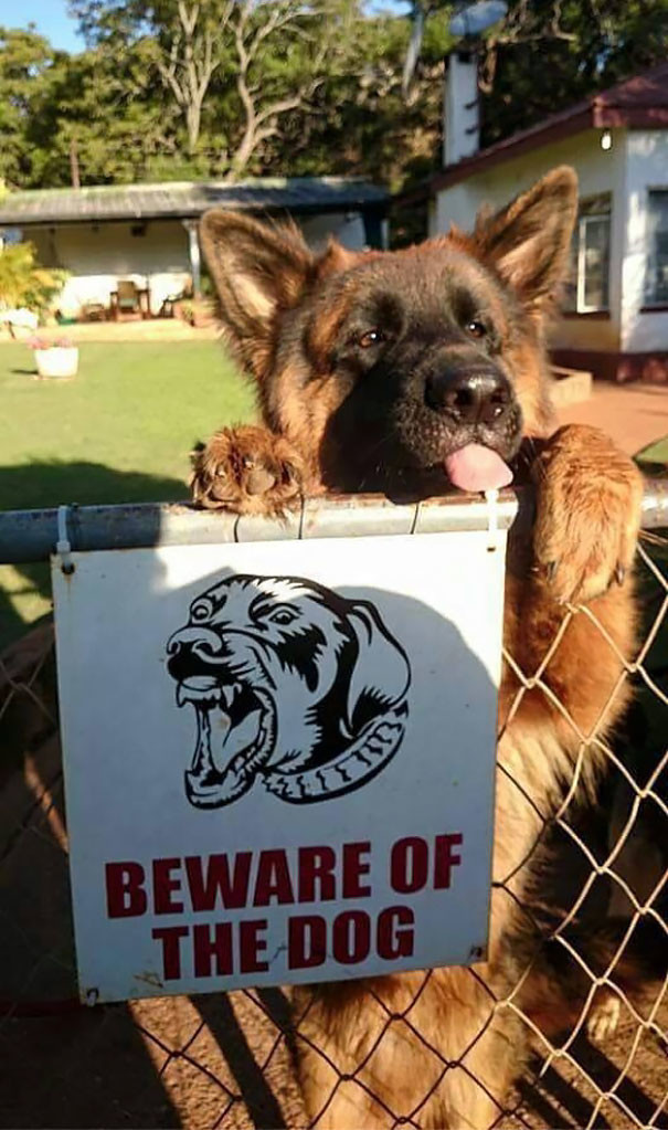 Осторожно! Злая собака!