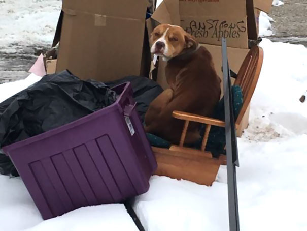 Семья переезжала и бросила собаку — но собака продолжала их ждать, замерзая на морозе