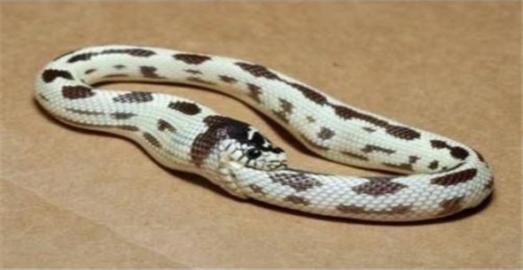 Ядовитые змеи время от времени кусают сами себя. Несомненно, что от этого змее может быть плохо, однако она не умрет - собственный яд не причиняет ядовитым змеям особого вреда