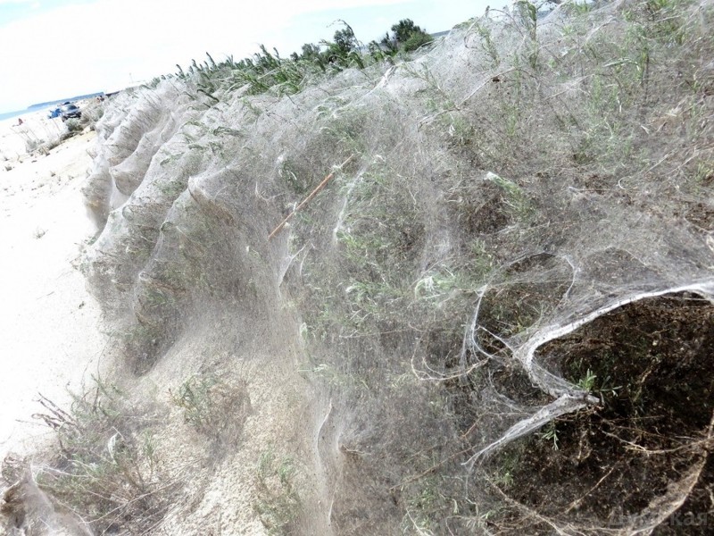 Определенные виды пауков плетут "социальные сети", дабы поймать как можно больше пищи. Однажды 12 тысяч пауков сплели единую паутину, площадью 150 квадратных метра. 