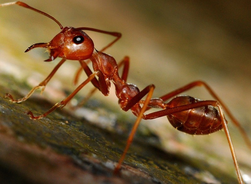 В Малайзии и Брунее живут муравьи в брюшной полости которых содержится особый клей, который в случае опасности опутывает врага. Муравей сам взрывает себя.