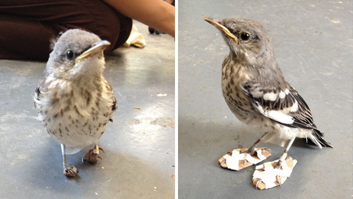 Изобретательный спаситель сделал "лыжи" для раненой птички, которые позволили ей вновь встать на ноги