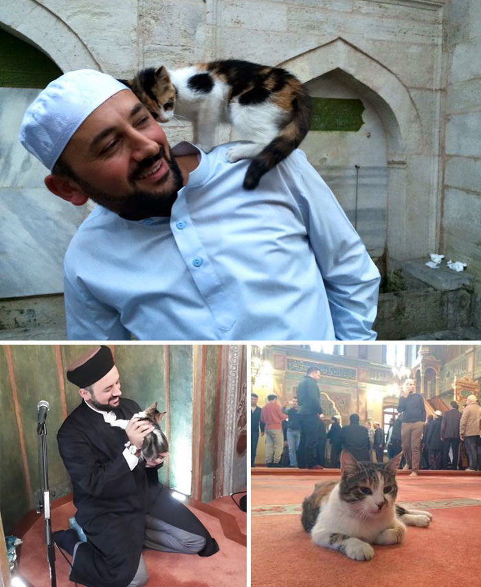 Имам открыл двери мечети для бездомных кошек, чтобы те не мерзли