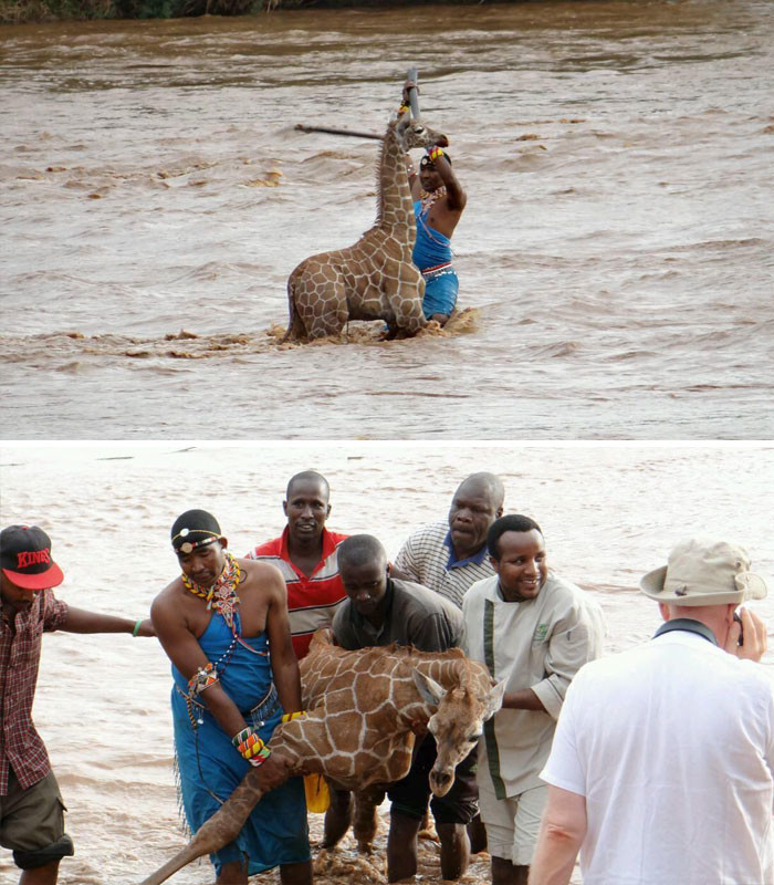 Группа людей спасла тонущего жирафенка в Кении